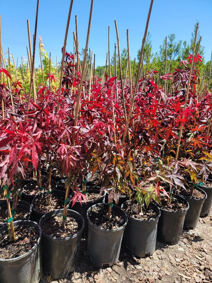 Emperor 1 Red Japanese Maple - Live Plant - (2.5 QT)