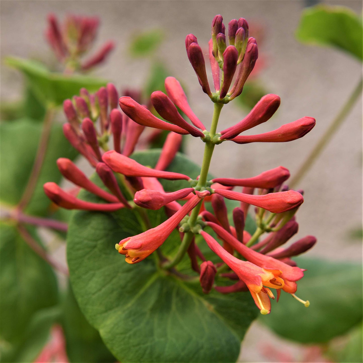 Easy to Grow Honeysuckle 'Dropmore Scarlet' - Live Potted Garden Plant, Fragrant Red & Orange Flowering Blooms