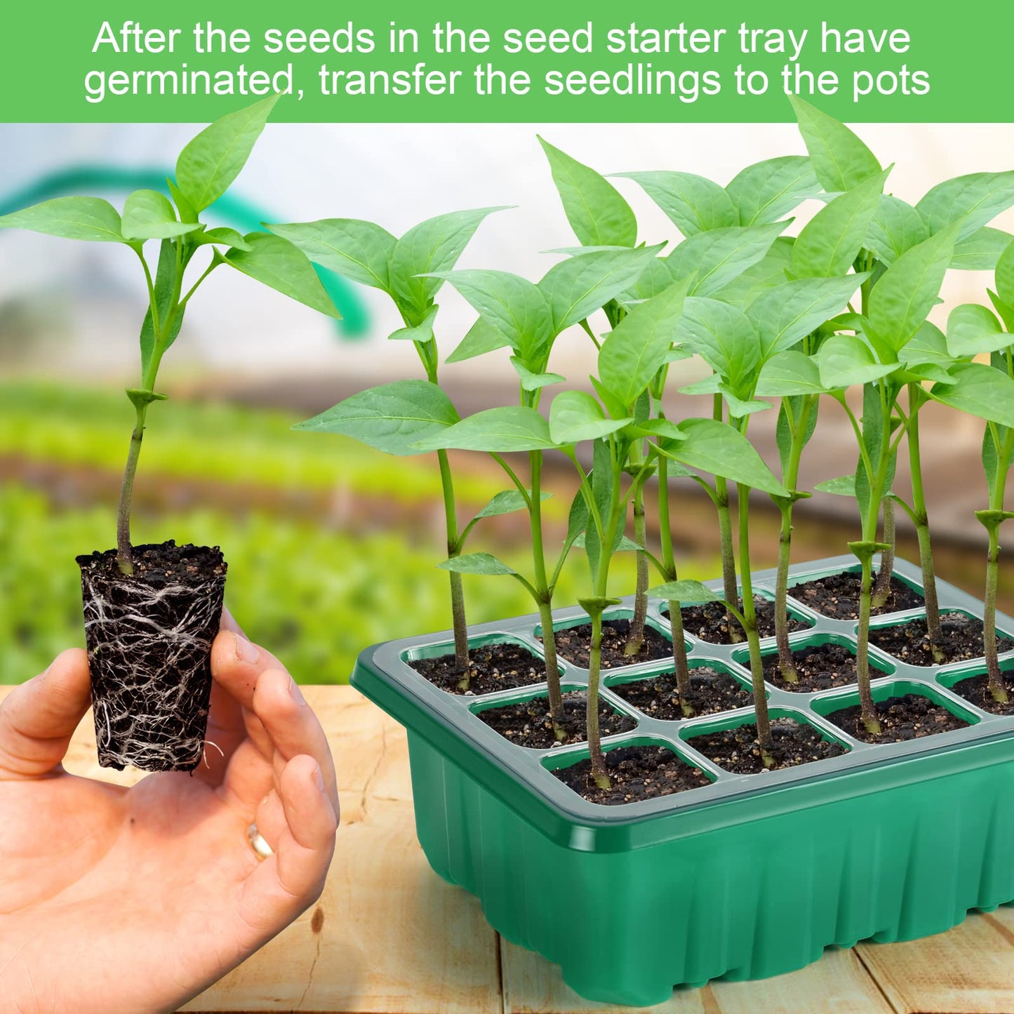 Lunies 6 Packs Seed Starter Tray with Grow Light, Indoor Greenhouse Seeding Starter Trays for Planting, Base Gardening Plant Germination Kit, Seed Starter Kit with Humidity Domes, (12 Cells per Tray)