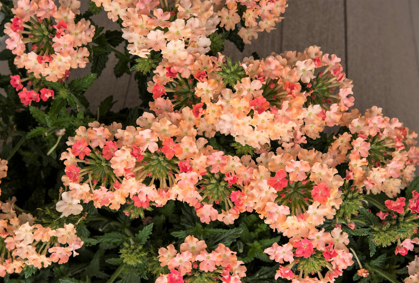 Dwarf Apricot Verbena Seeds, Fragrant Butterfly Flower, Apricot, Spring to Fall Bloom, Sun, 50 Seeds