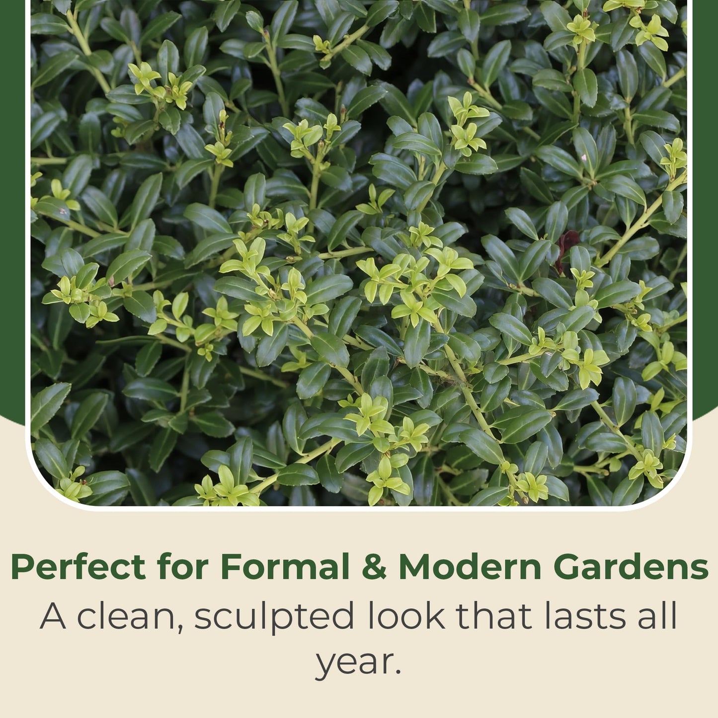 2.25 Gal. Holly Soft Touch Shrub - Glossy Evergreen Shrubs w/Interesting Silver Midvein - Hardy, Low Maintenance Outdoor Shrubs - Fresh Holly Shrub for Hedges, Privacy Screens, Borders & More