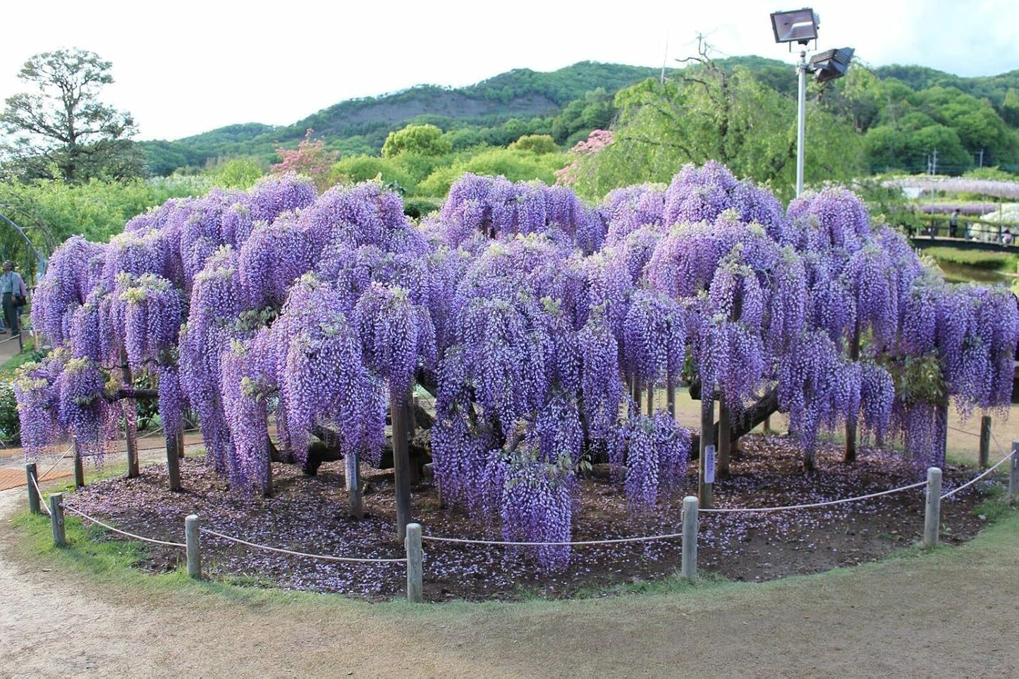 2 Blue Flowering Chinese Wisteria Vines - 12-18" Tall Live Plants - Wisteria Seedlings - Wisteria sinensis - (2 Pack)