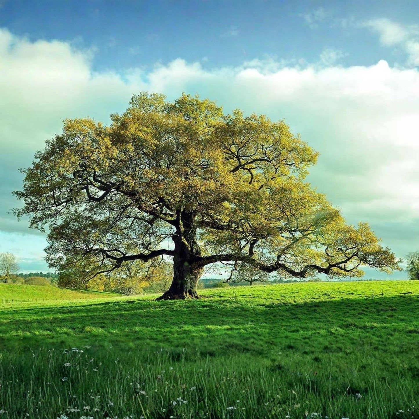 4 Willow Oak Tree Seedlings 1-1.5 Feet Tall, Hardy Shade Trees, Fast-Growing Oak Tree for Growing Outdoor, Winter Dormant