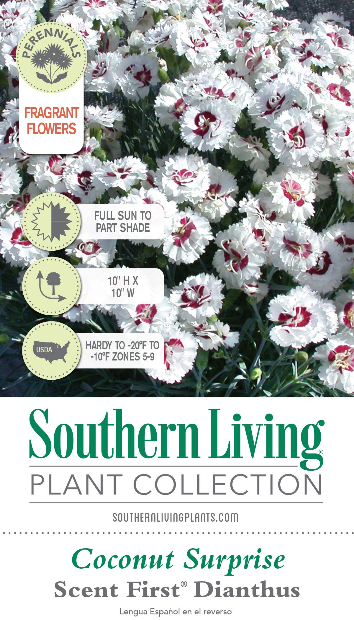 Scent First® Coconut Surprise Dianthus, 2.5 Quart, White Flowering Live Perennial Plant - Fragrant Groundcover