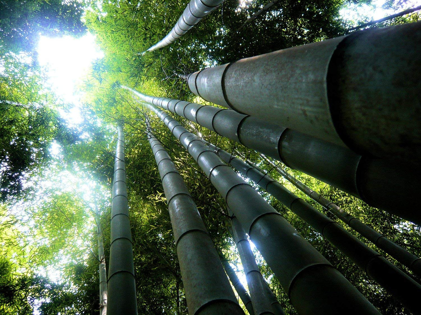 Dendrocalamus giganteus – Giant Timber Clumping Bamboo Plant