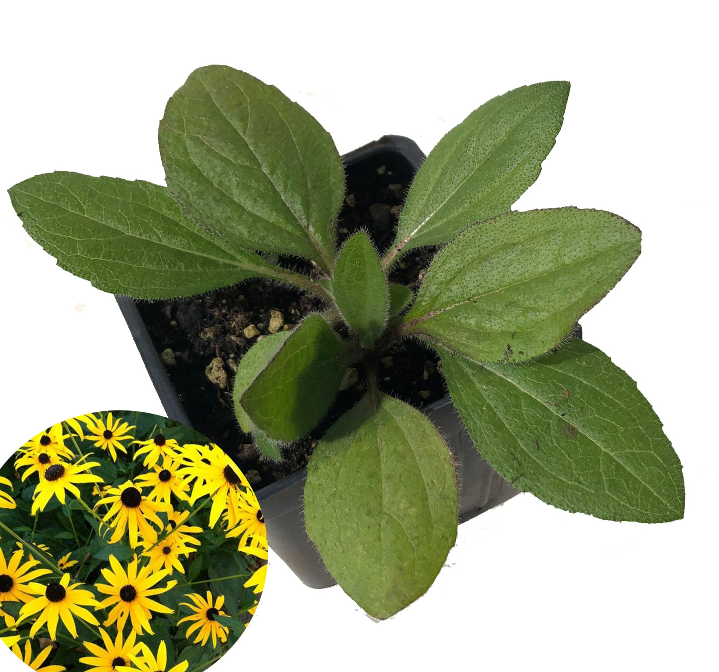 Blackeyed Susan (Rudbeckia hirta) Live Plant in 2.5 inch Pot - Organic Native Pollinator Plant by Smoke Camp Crafts