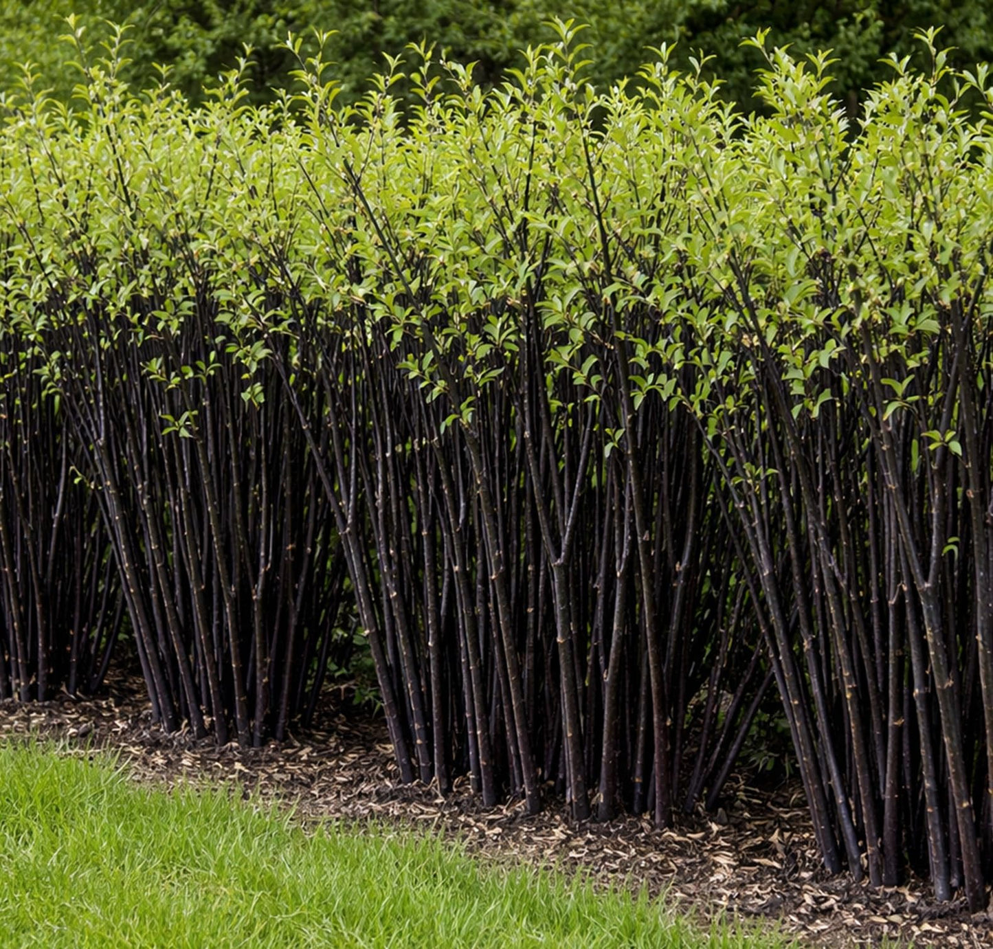 Blackskin Willow Bush Cuttings for Growing - Stunning Black Bark, Great for Privacy and Basket Weaving, Vase Filler or Crafts (10 Count)