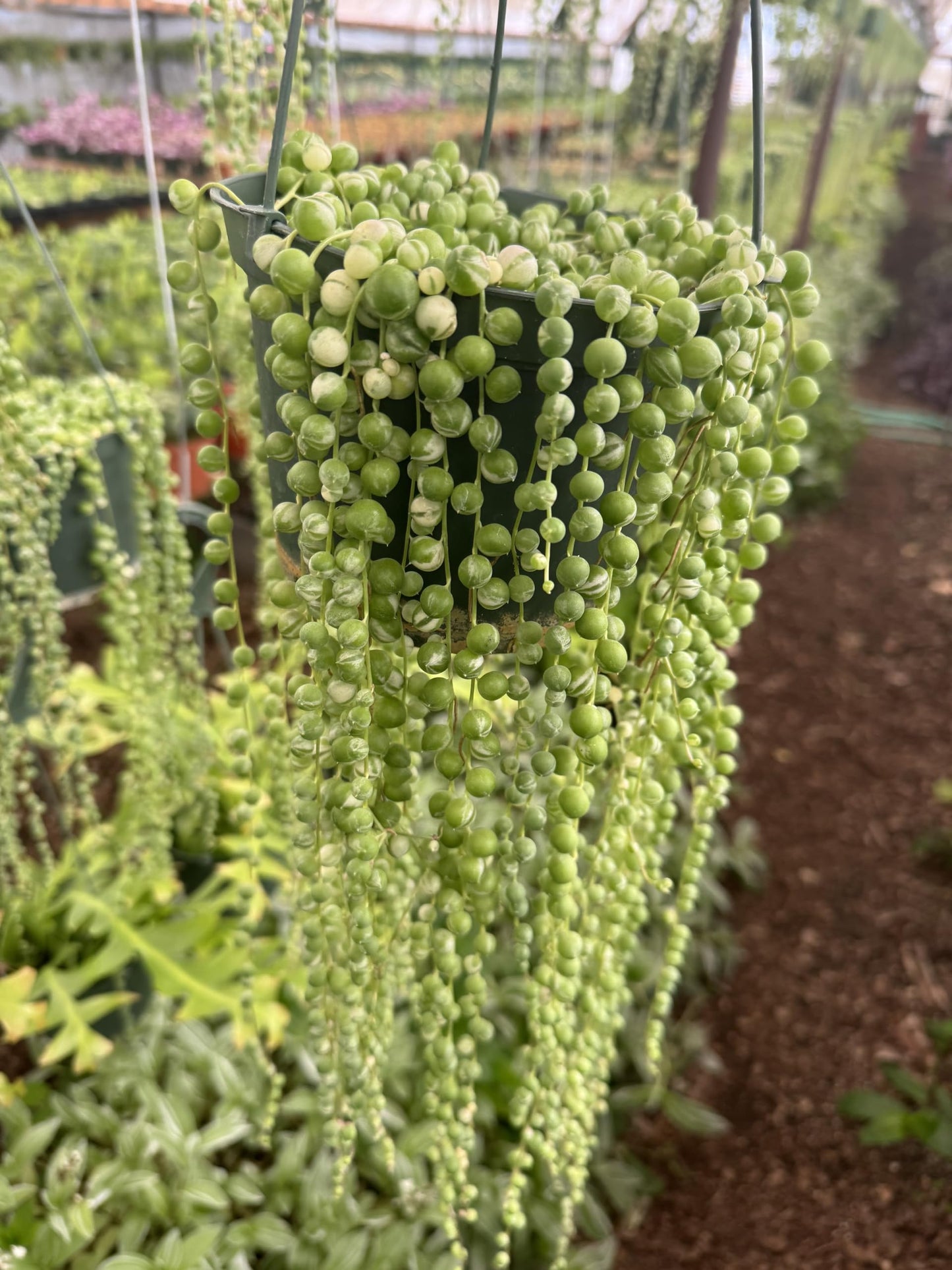 Veriegated String of Pearls in A 6" in Hanging Pot Healthy Trailing Plants Every Plant Will be Trailing 12 inches Or Longer