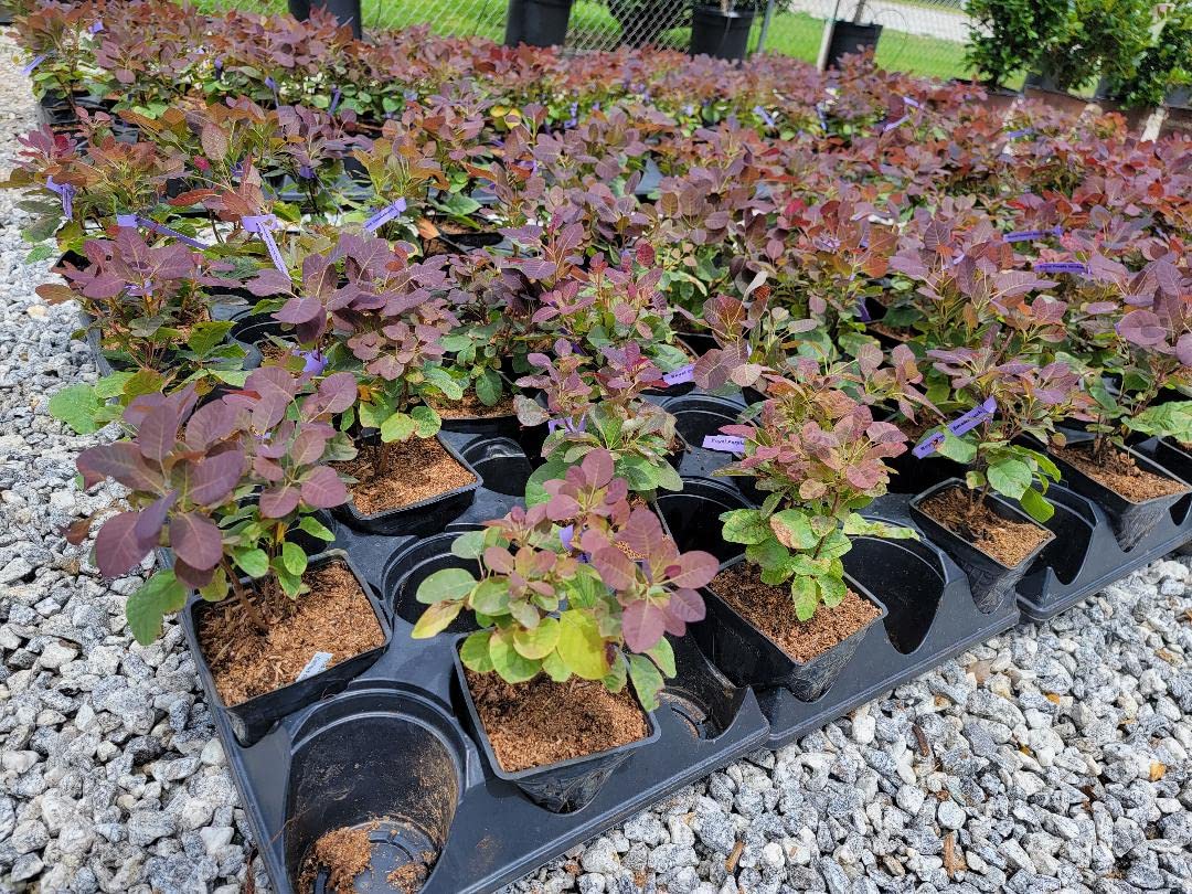 Royal Purple Smokebush Tree (cotinus) - Live Plant - (1 QT)
