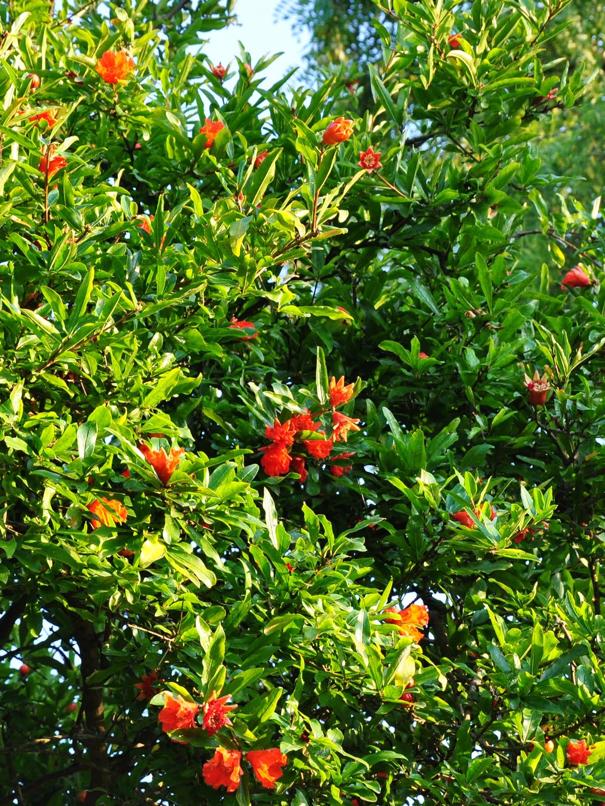 Salavatski Pomegranate Tree, Fruit Bearing, Hardy, 5 gal Nursery Pot, 2-3 ft Tree Height (Due to Agricultural Laws, we Cannot Ship to CA, AZ, AK, or HI)
