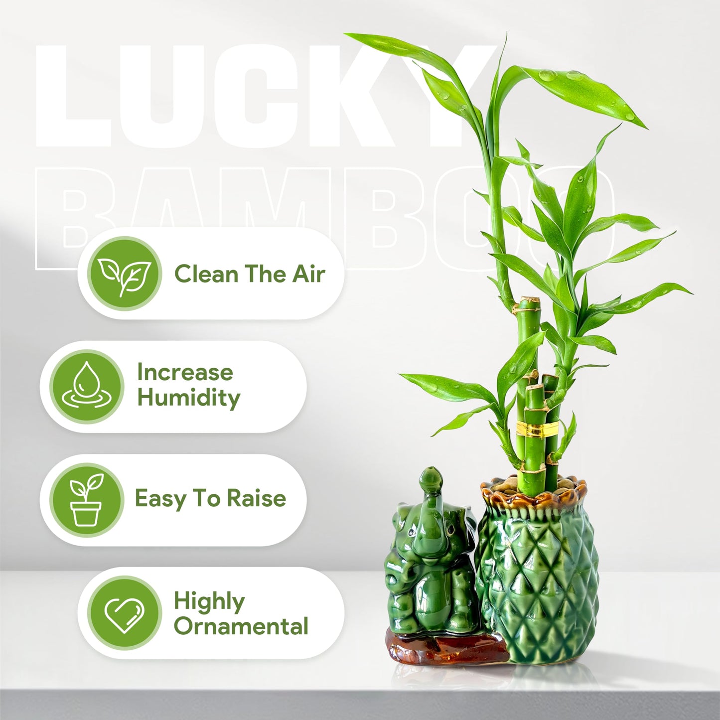 Yagaliga Lucky Bamboo 3-Stalk Set with Pebbles in Elephant Pineapple Pot – 6'' 6'' 8'' Live Houseplant for Good Fortune
