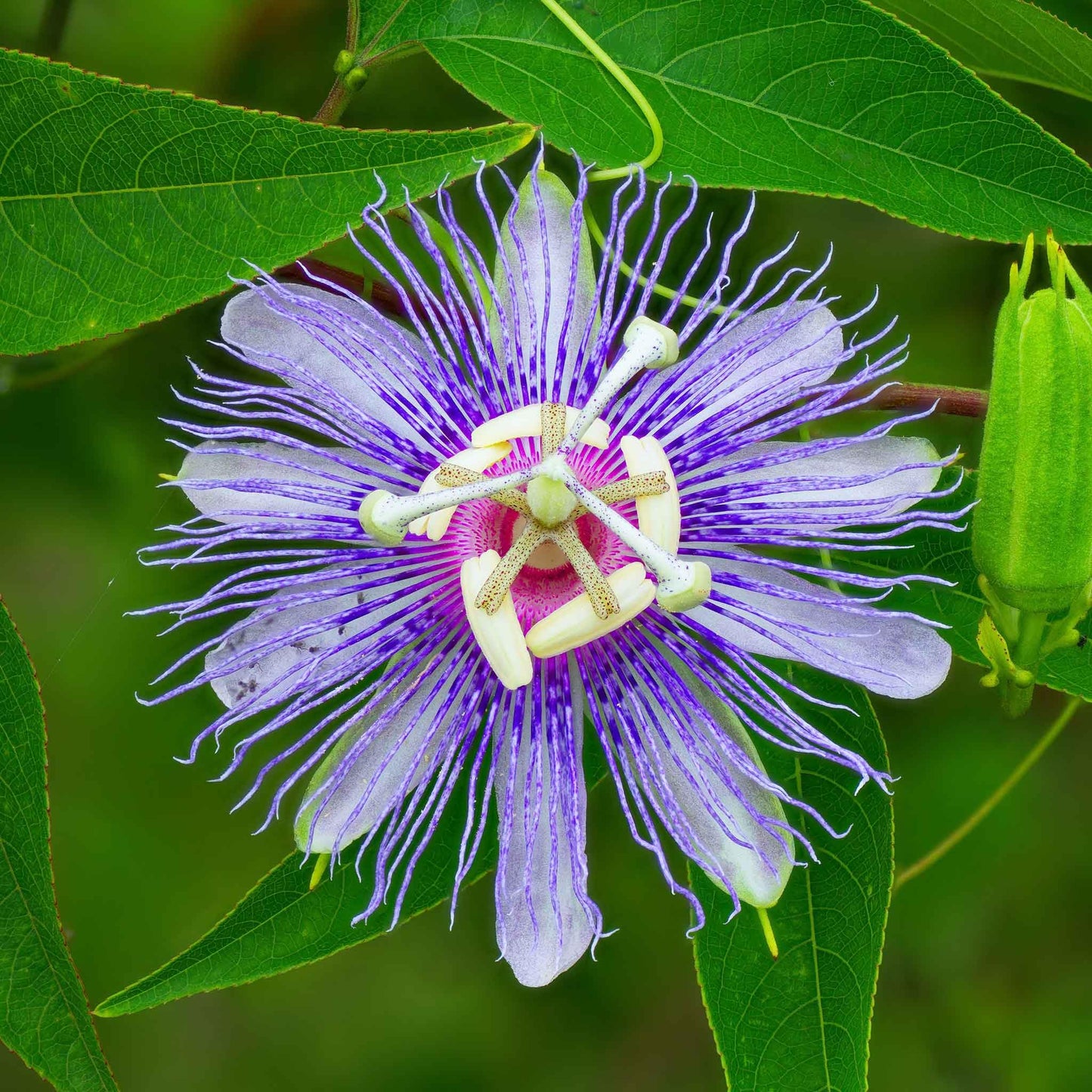 Eden Brothers Passiflora Seeds - Purple Passion Flower