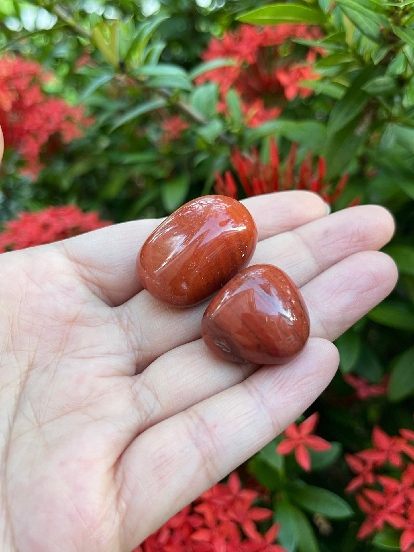 GAF TREASURES 5 Pcs Red Jasper Tumbled Stones, Polished Red Jasper Gemstone, Red Jasper Healing Crystals (Red Jasper)