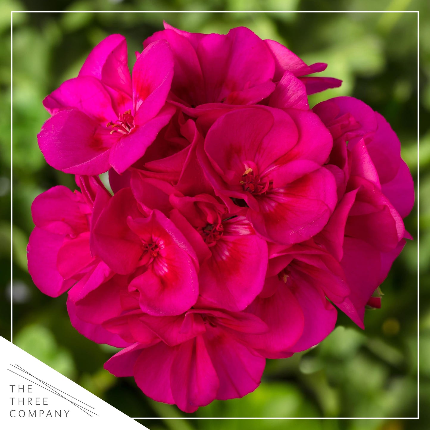 Live Flowering Zonal Geraniums - Pink (2 Plants Per Pack) - Beautiful Spring Flowers - 12" Tall by 5" Wide in 1 Qt Pot
