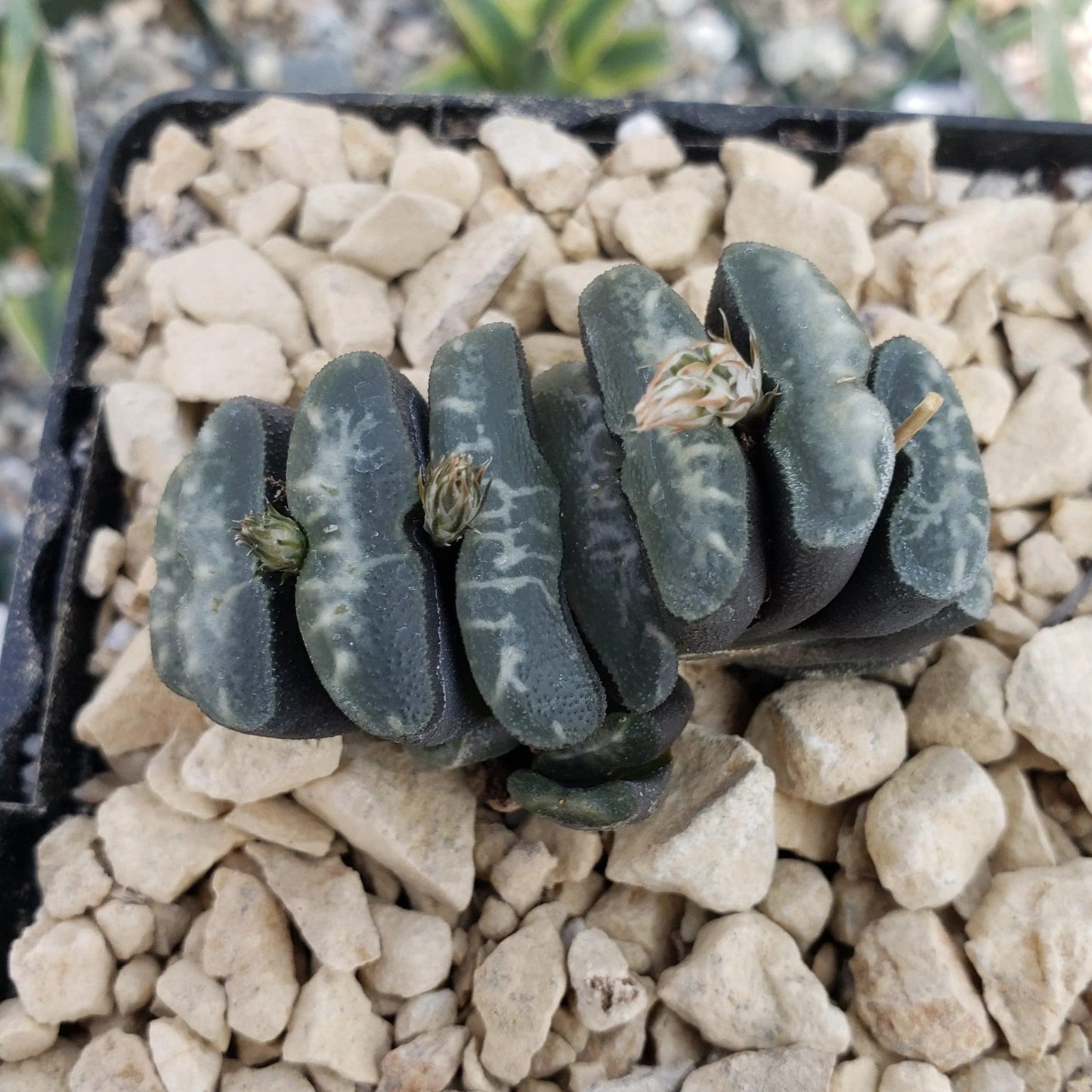 Haworthia Truncata Cacti Cactus Succulent Real Live Plant