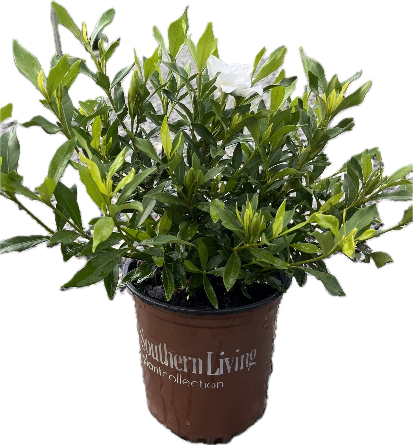 Fool Proof™ Gardenia Hybrid 'Leesix' PP32472 (1 Gallon)