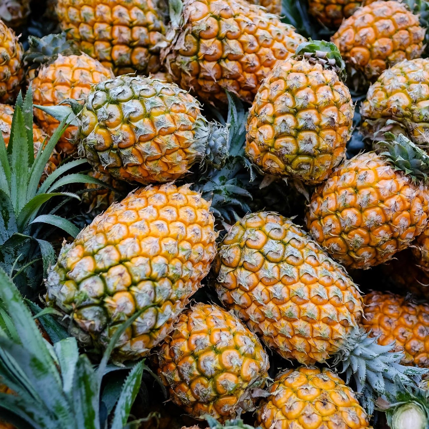 2 Sugarloaf Pineapple Plants, Pineapple Plants Live for Planting, Sweet Pineapple Starters Plant for Home Garden and Containers