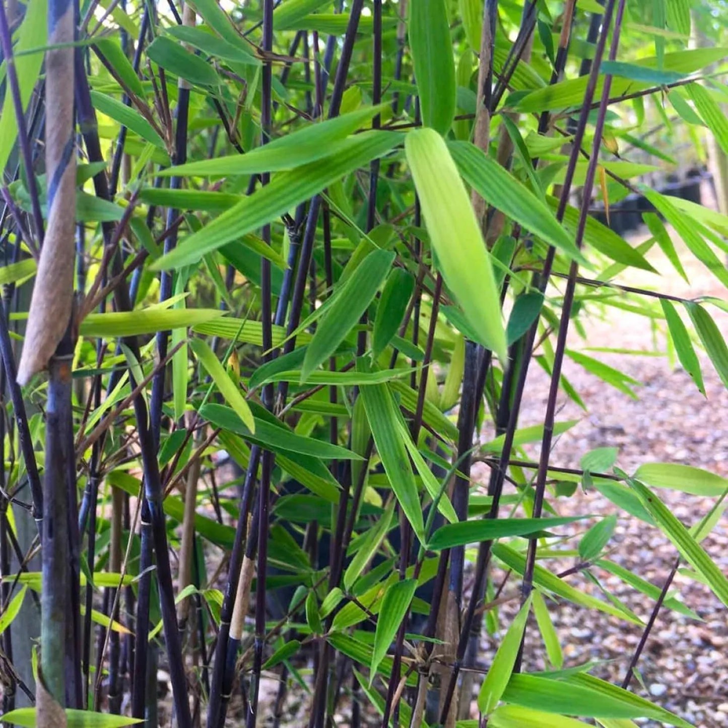50 Winter Break Bamboo Seeds Perennial Ornamental Seed Privacy