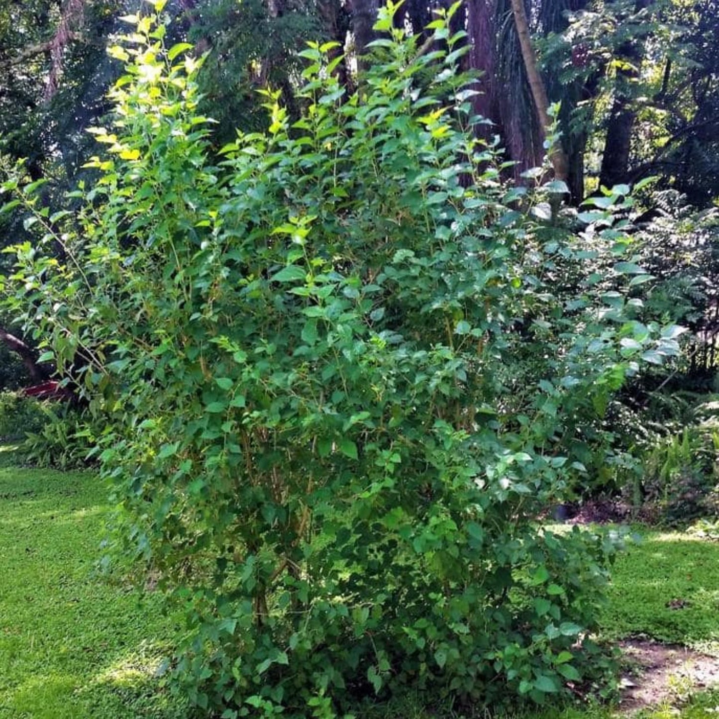 2 Dwarf Everbearing Mulberry Plants Live, 5-9 Inch Tall, Mulberry Fruit Trees Live Plants, Mulberry Seedlings