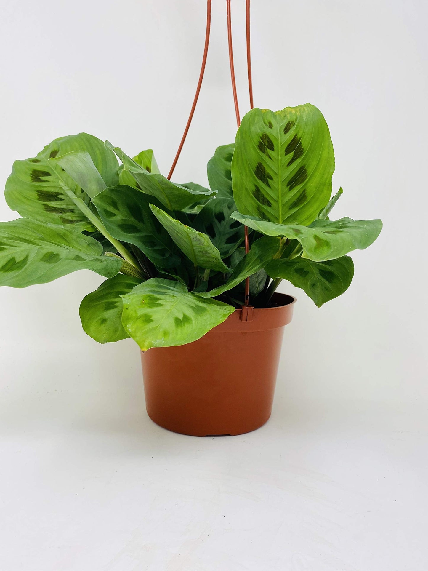 Jmbamboo-Green Prayer Plant - Maranta - Easy to Grow - 6" Hanging Basket