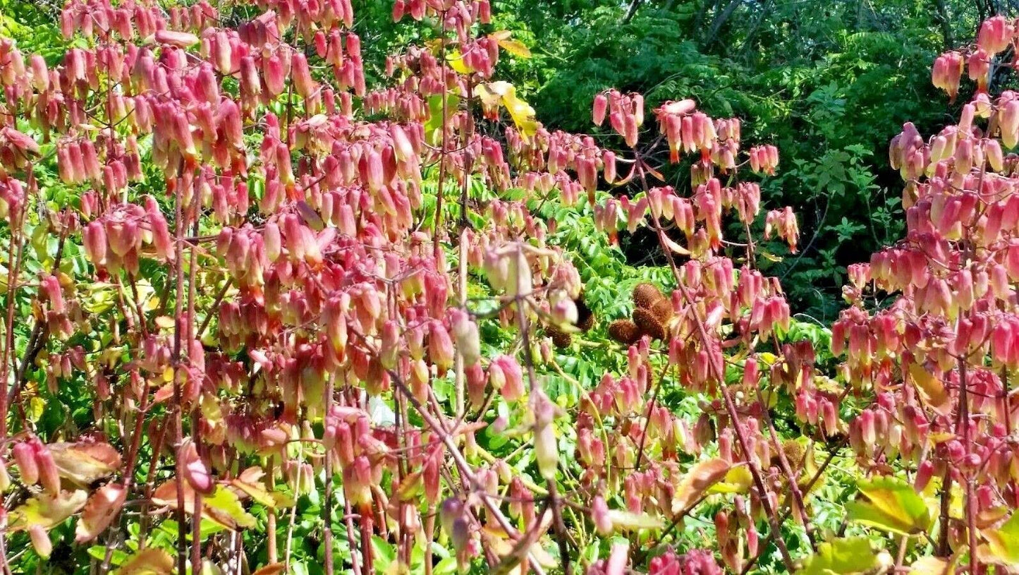 Kalanchoe Pinnata, , Goethe, Miracle Leaf Rooted