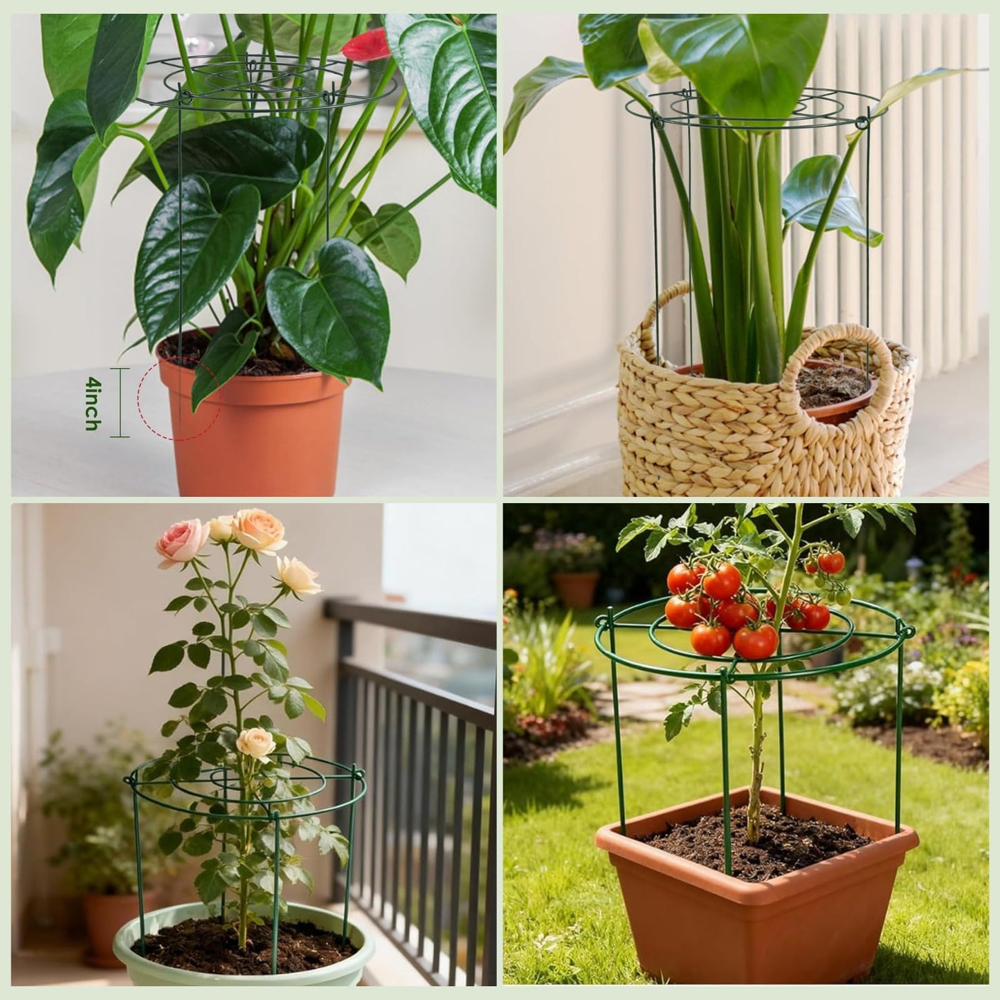 Lancisism 8 Pack Peony Cages and Supports - Heavy Duty Grow Through Metal Plant Support for Outdoor Plants - Plant Support Frame Ring for Rose Tomato Hydrangea Sage Strawberry 12" D x 16" H