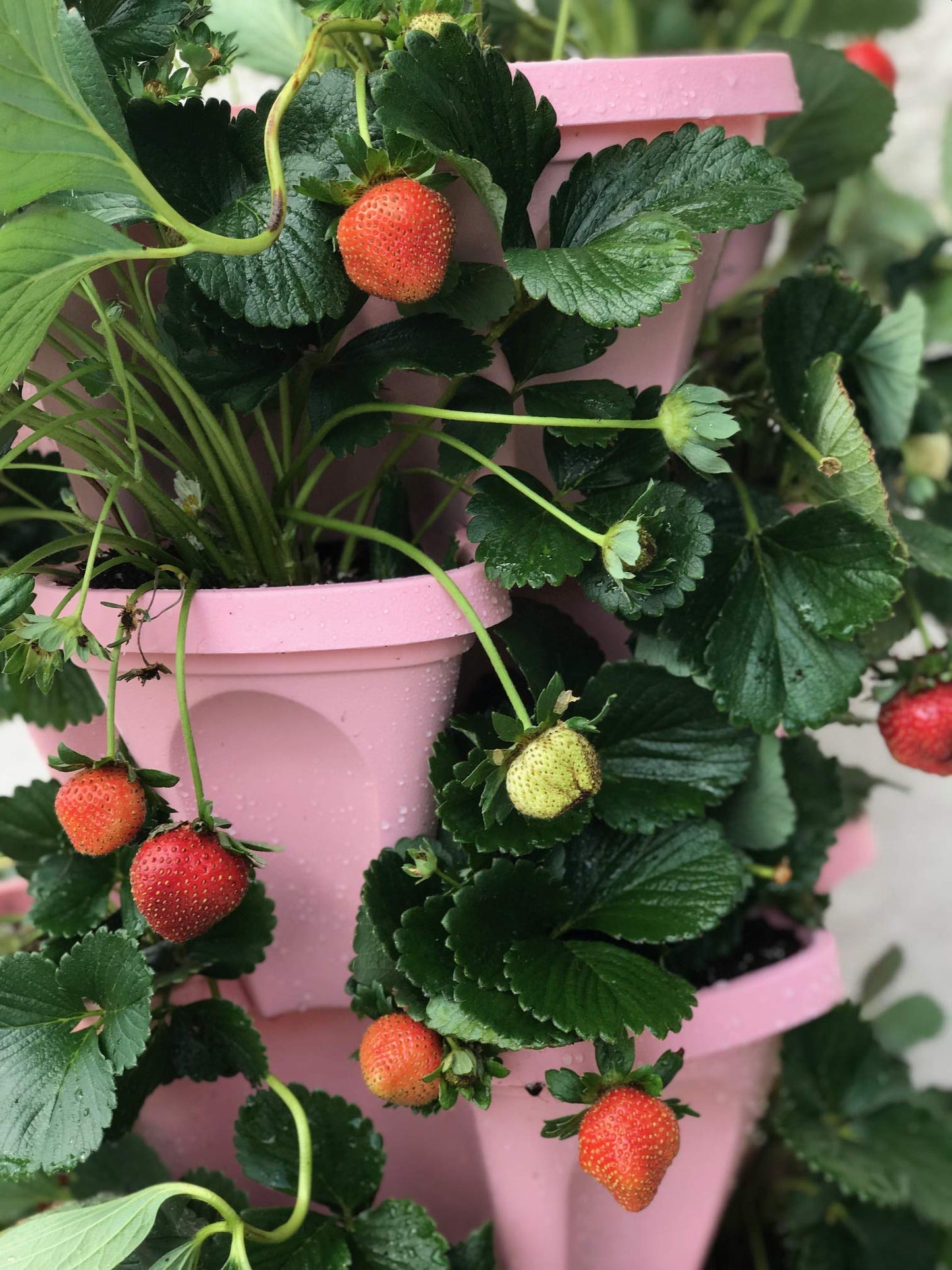 Mr. Stacky 5-Tier Pink Strawberry and Herb Garden Planter - Stackable Gardening Pots with 10 Inch Saucer