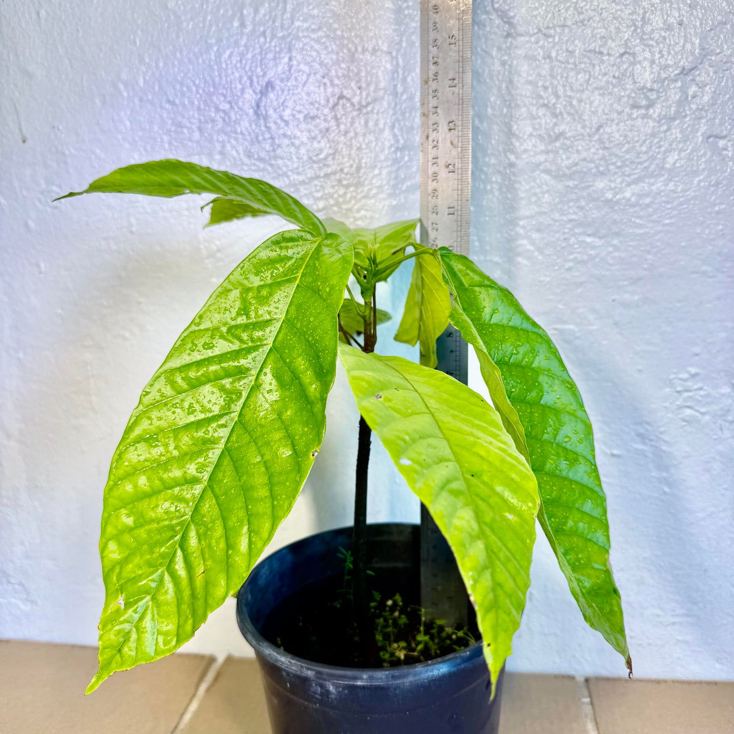 Cacao Tree (Theobroma Cacao) – Live Tropical Cacao Plant – USDA Certified (1-2 feet)