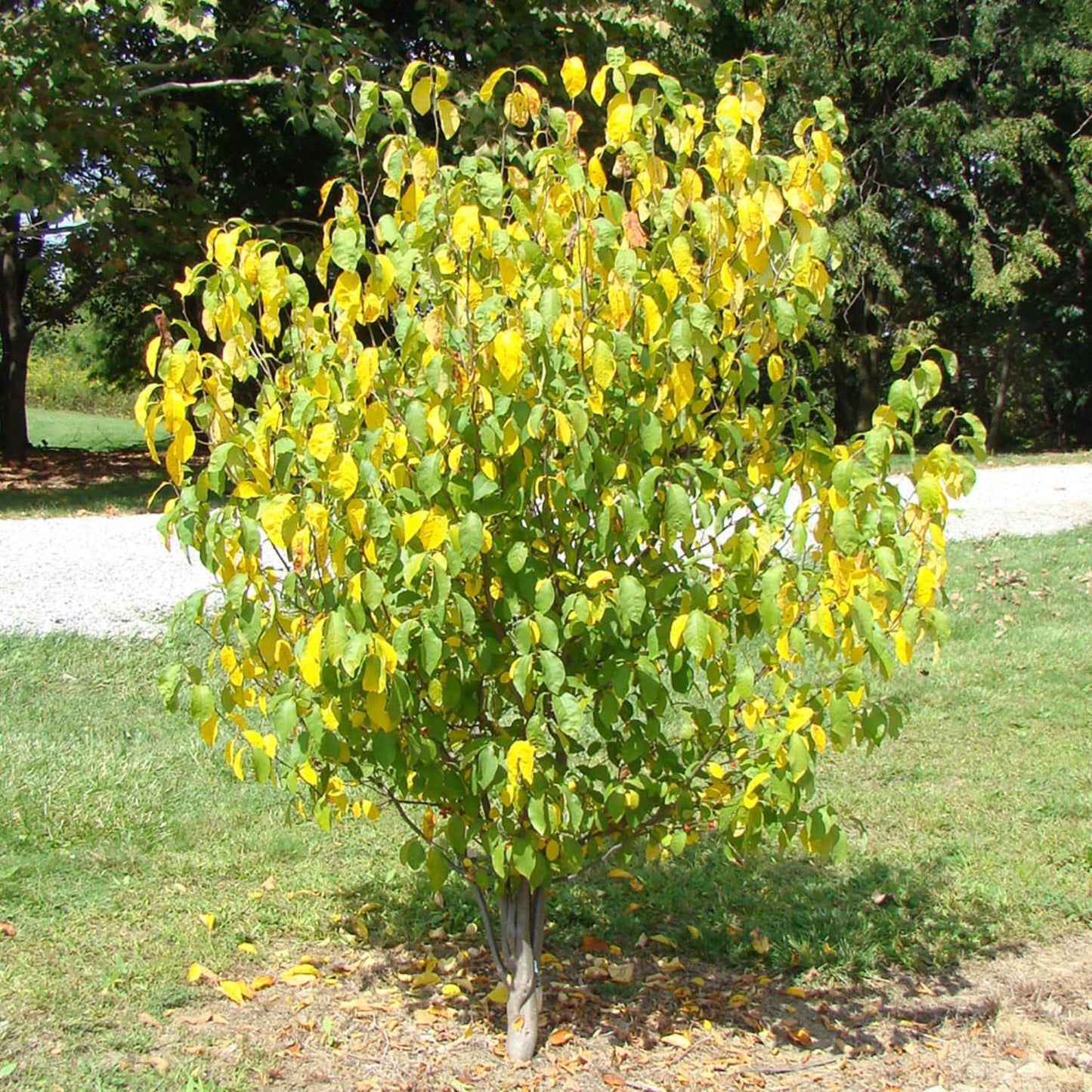 Spicebush Plant Live for Planting, Spicebush Shrub Yellow Flower in Quart Pot,10-14" Tall
