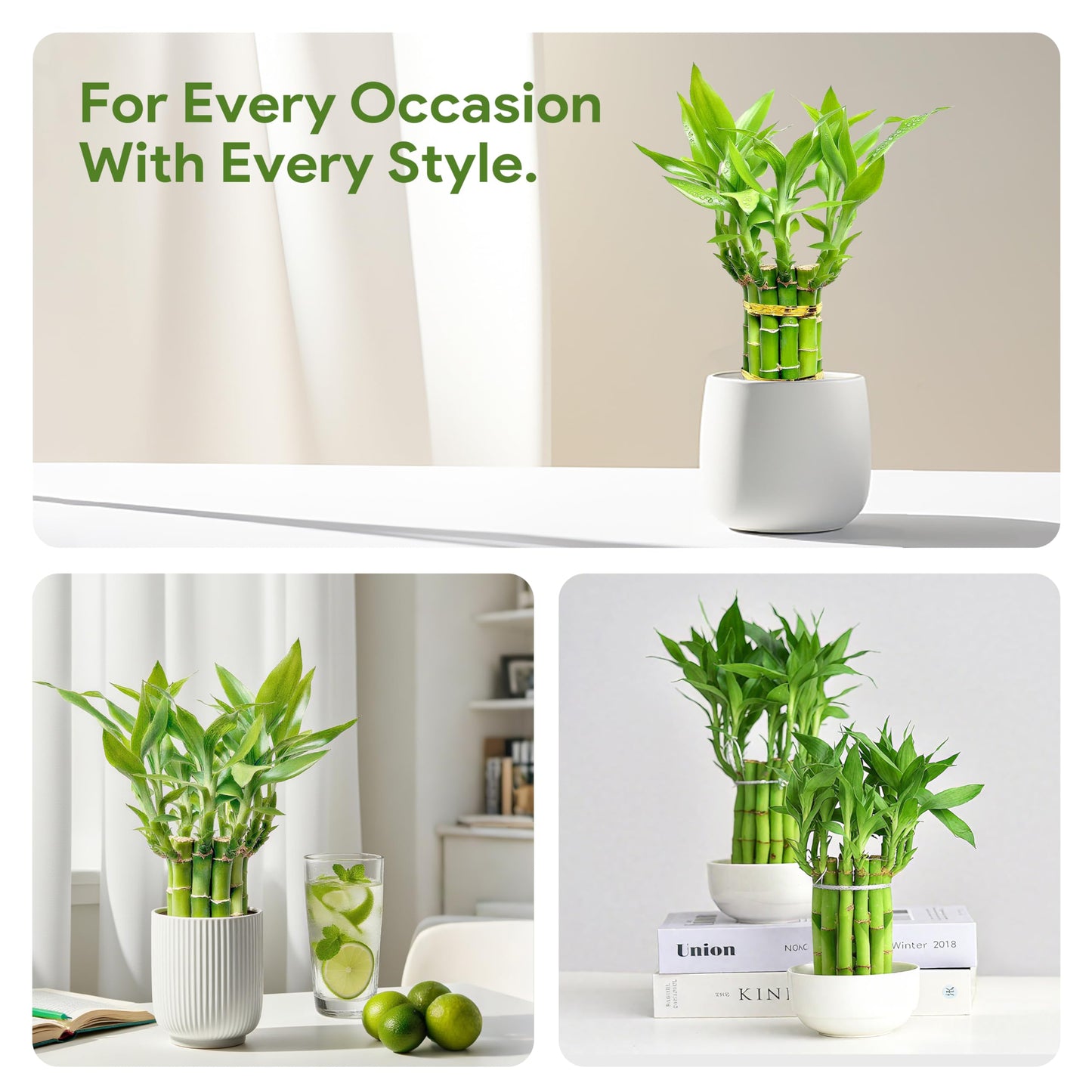 Lucky Bamboo Plants Live Indoor (10 Stalks, 8 Inch) - Fresh House Plants for Office Desk, Home Decor, for Positive Energy, Prosperity & Easy Care