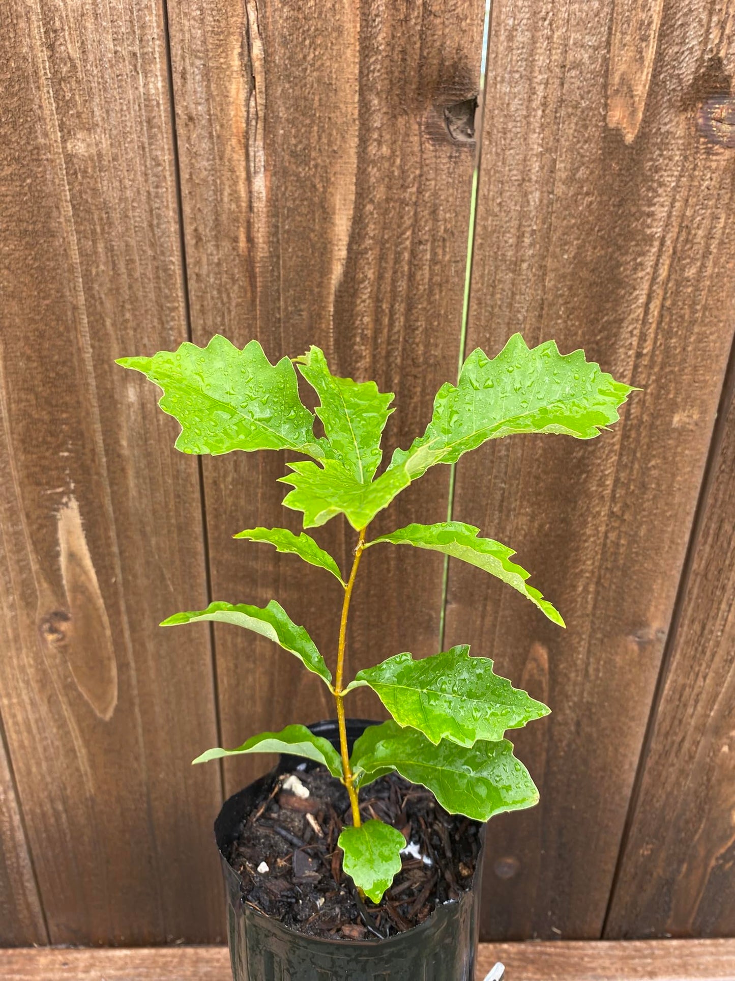 Chinkapin Oak Tree Sapling, Live Quercus Muehlenbergii Plant, Native Shade Tree for Home Garden and Landscaping