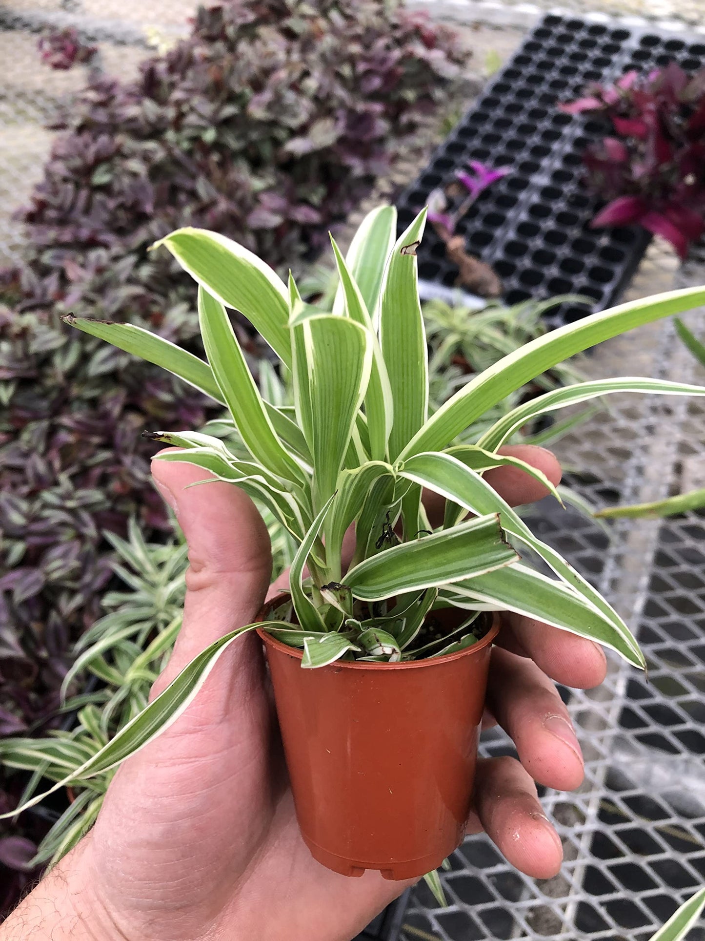 3 Pack - Spider Plant ~ Airplane Spider Plant ~ Live Plant for Home Office Decor