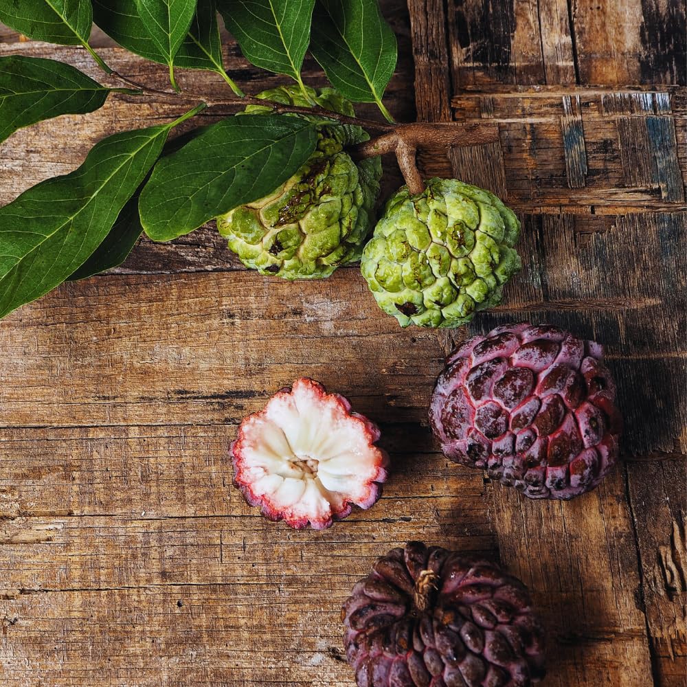 Red Sugar Apple Tree Live Plant, Sugar Apple Fruit Plant, 3 Gallon Pot, No Ship to CA, 2 to 3 Feet Tall