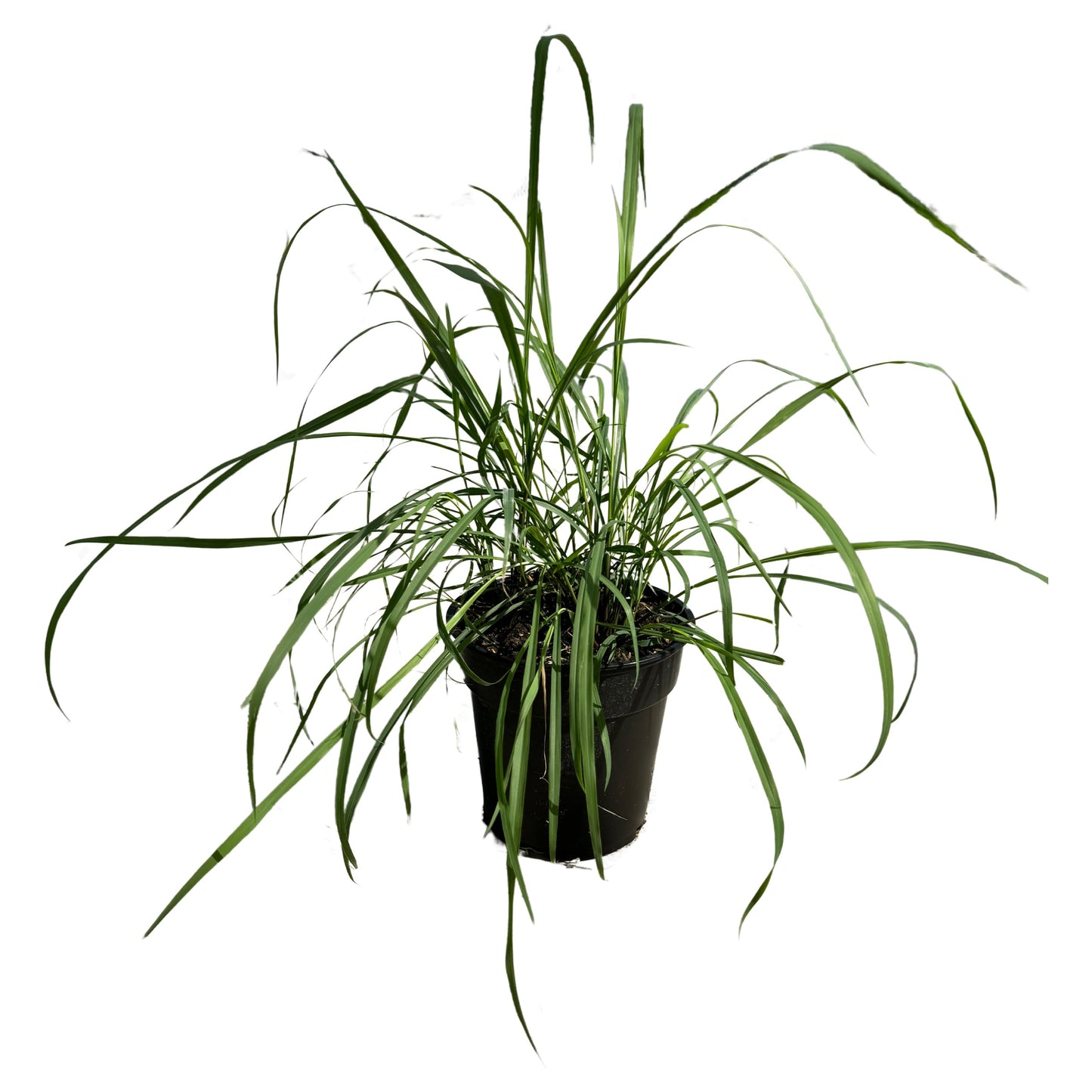 Live Healthy Lemongrass - Wards Off Pests - Natural Mosquito Repellant - 10" Tall by 5" Wide in 1.5 Quart Pot