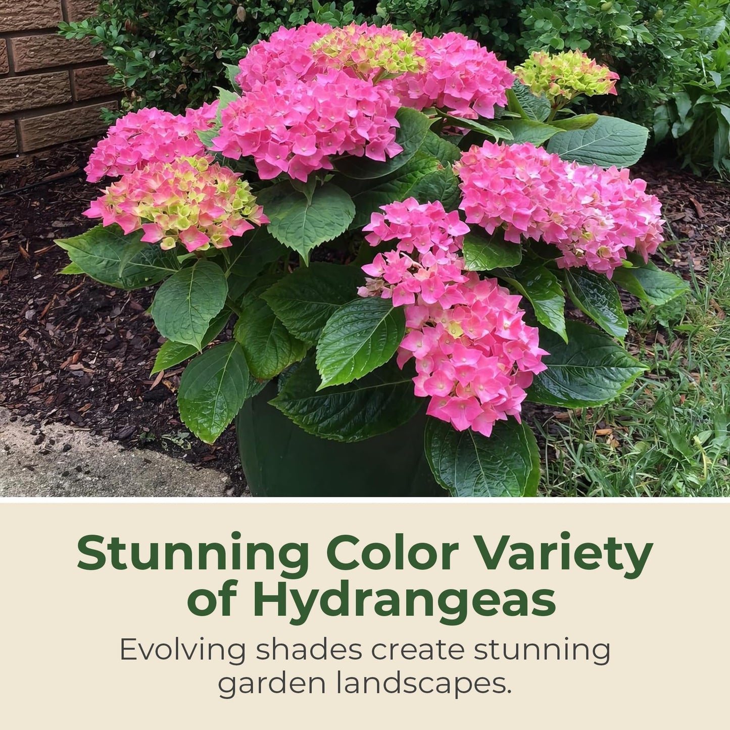 Hydrangea Lime Lovebird Shrub - Spring & Summer Blooming Live Pink and Green Flowers for Gardens in 2 Gal Pot - 3-4' x 3-4' Flowering Shrubs w/Moderate Watering Needs (1 Count)
