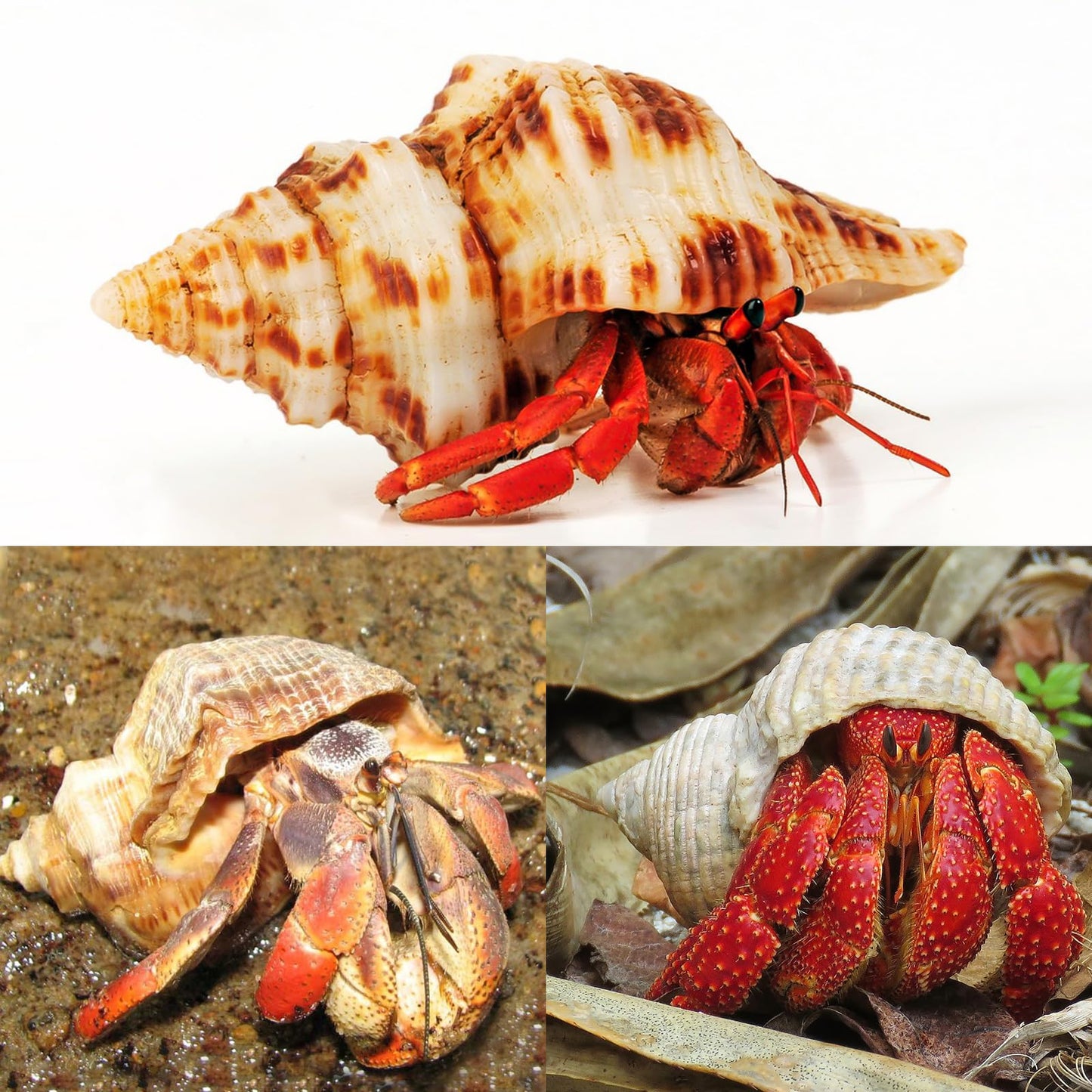 WeDoSoy 5PCS Extra Large Hermit Crab Shells | Natural Sea Conch Size 3" - 4.7", Opening Size 1.6" - 2.7" | Turbo Seashells for Hermit Crab Supplies and Beach Decoration Large Sea Shell