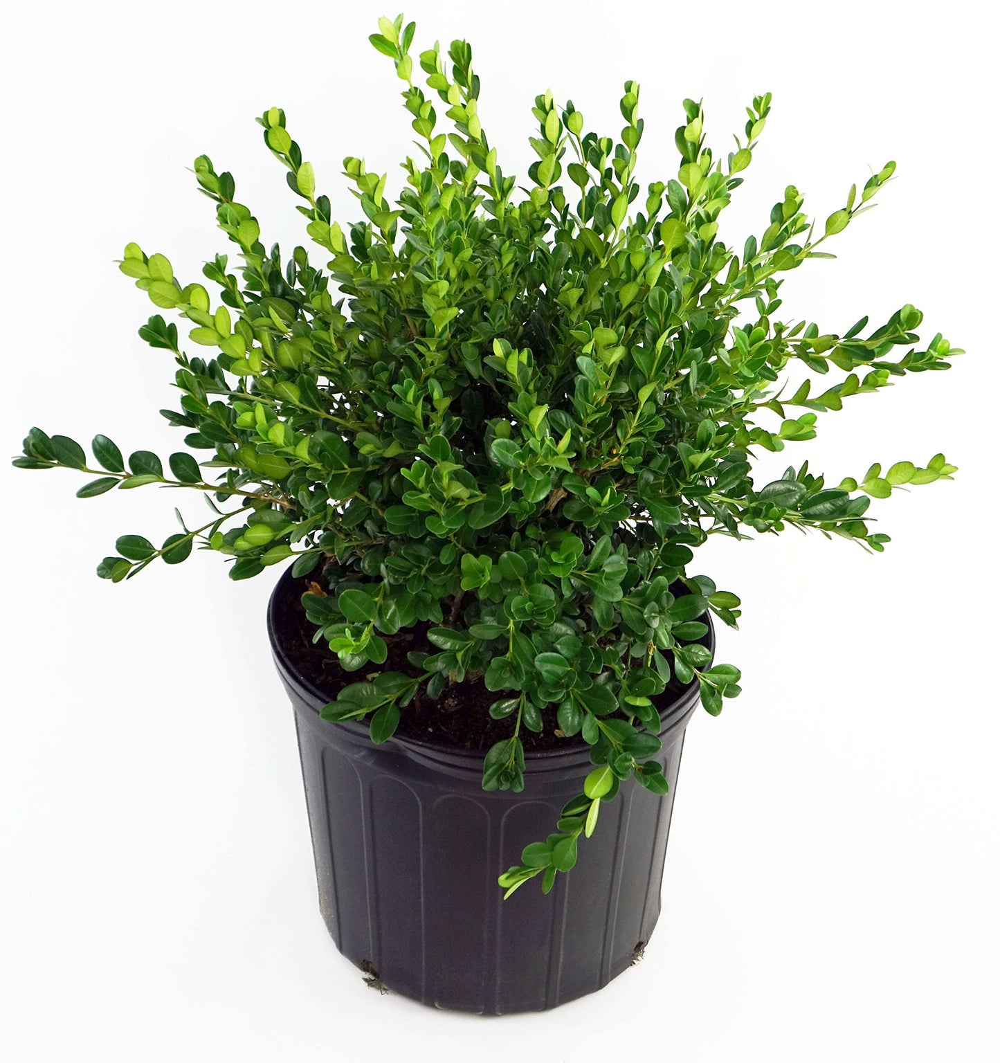 Winter Gem Boxwood – Evergreen Shrub with Dense Green Foliage, Hardy Low-Maintenance Plant for Hedges, Borders & Landscaping (3 Gallon/Potted/Single Plant)