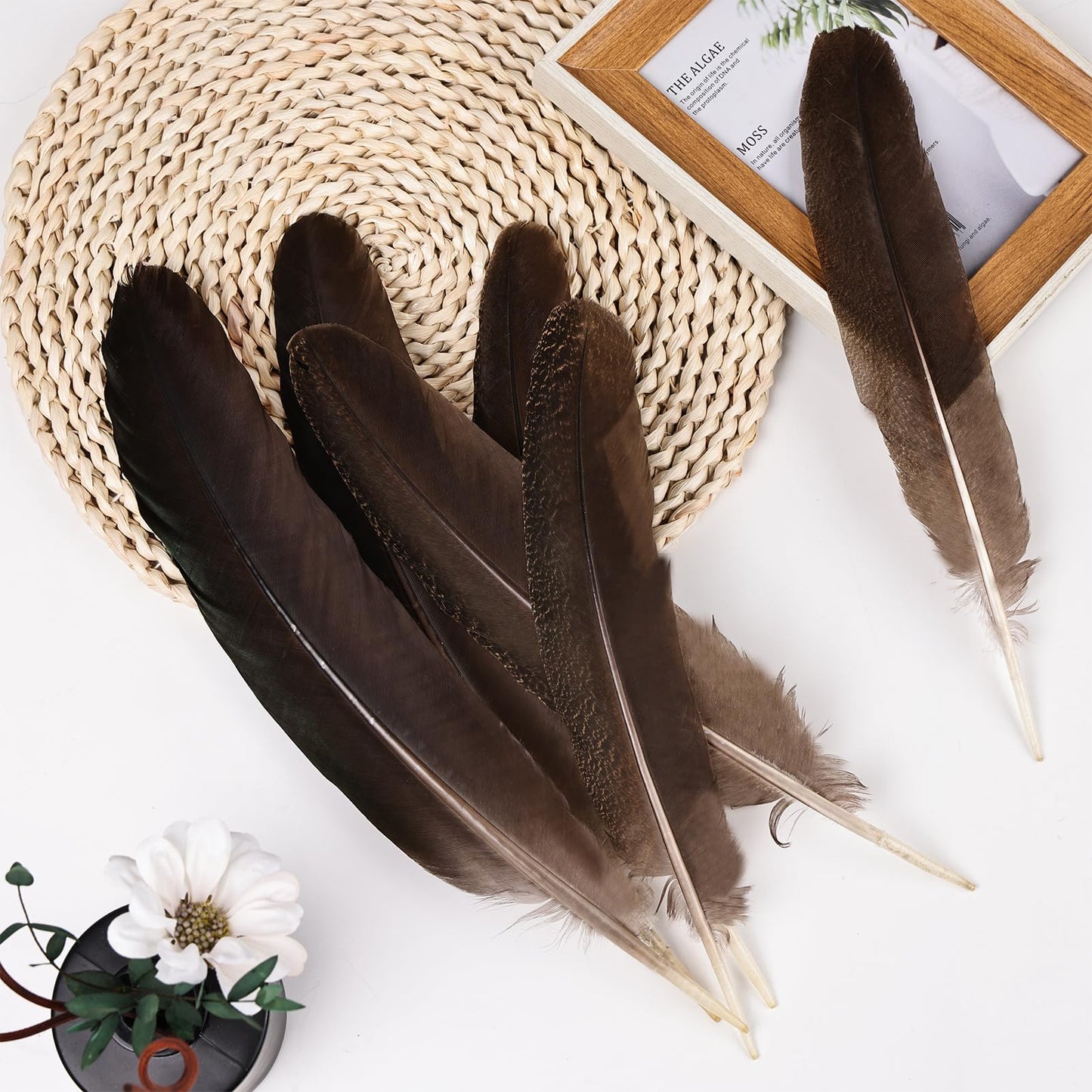 MehelloFeather Peacock Wing 11-14 Inch Natural Feather 6 Pcs Crafts for DIY Home Decoration Wedding Centerpieces Party Supplies