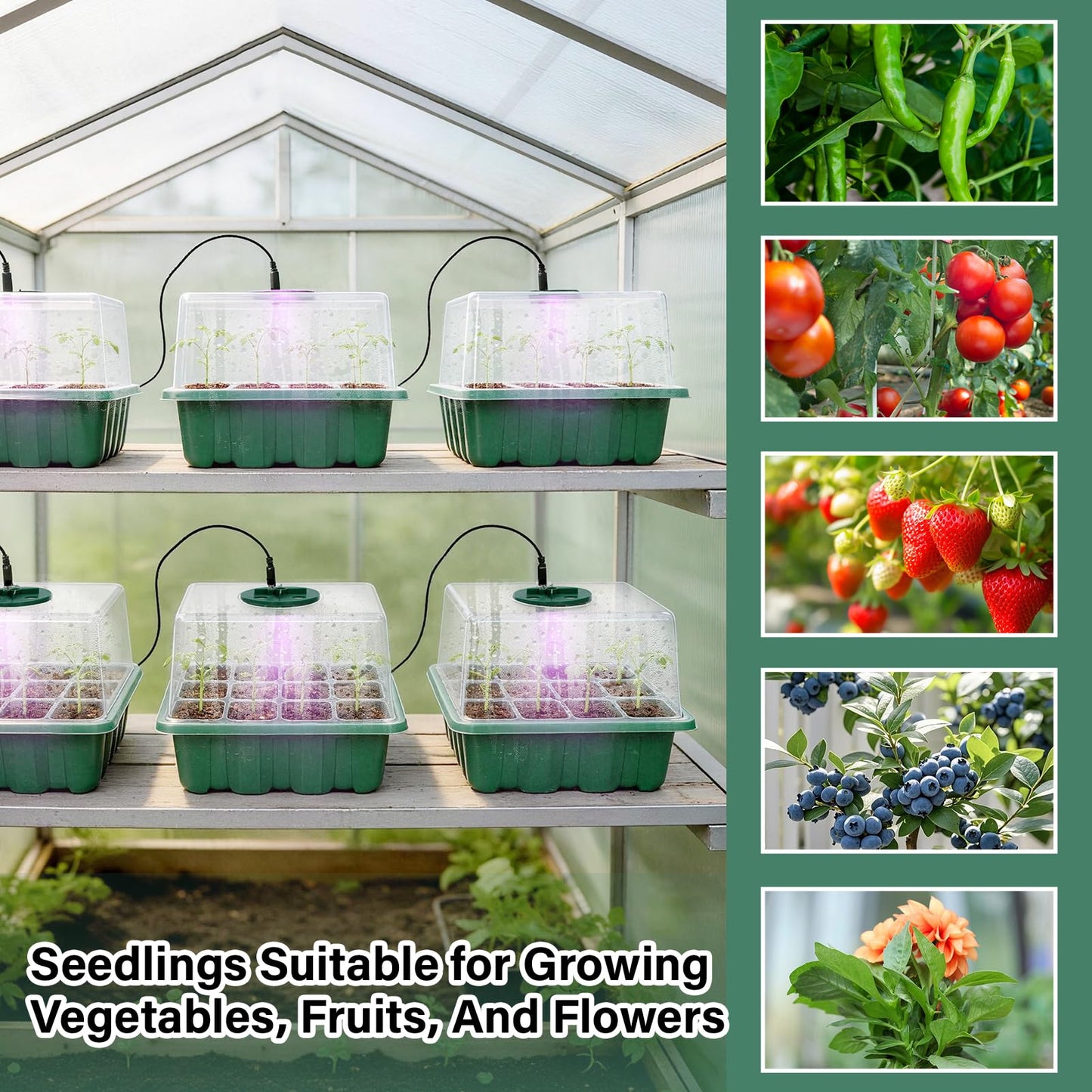 Bhyhok 6 Pack Seed Starter Kit with Grow Light 72 Cells Plant Starter Trays with 3.9 Inch Adjustable Humidity Dome Reusable Indoor Plant Germination Tray for Gardening