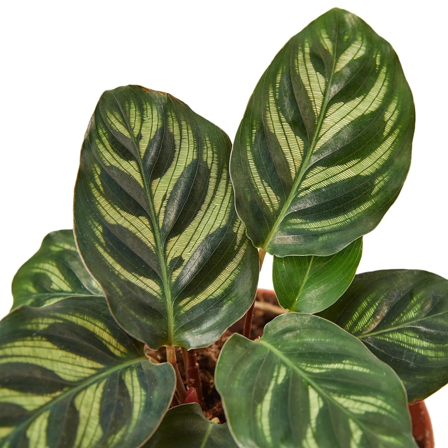 Calathea 'Makoyana' | Live Plant for Indoor & Outdoor | for Living Room, Office, Bathroom | (6" Pot)