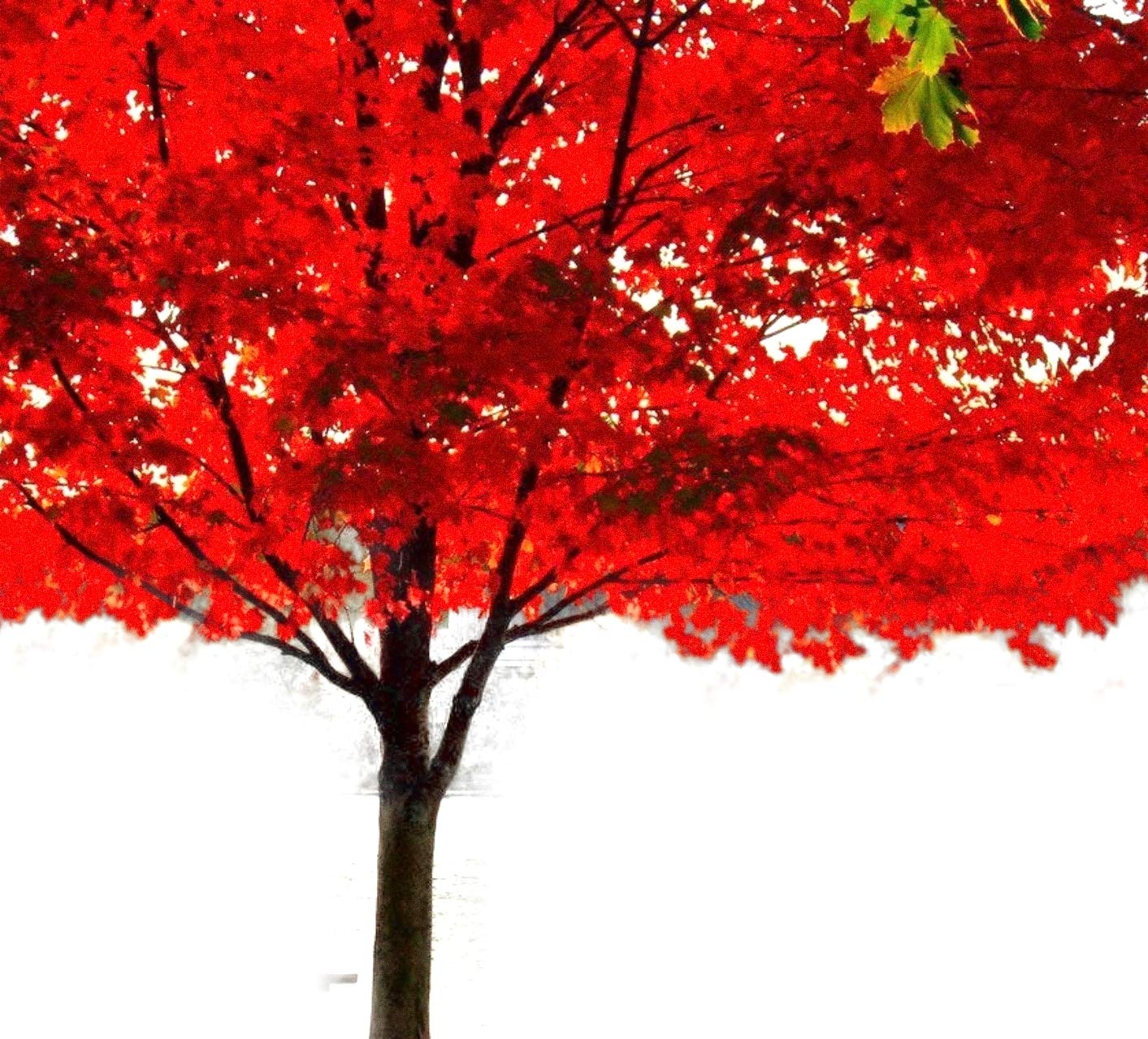 American Red Maple Shade Tree - Live Plant Shipped 3 Feet Tall by DAS Farms