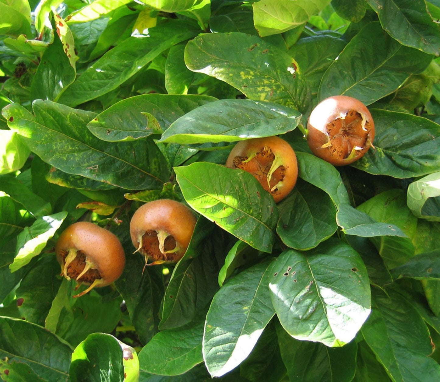 Nefle De October Medlar Tree, Mespilus germanica, grafted 1 Year Old Plant 6-12" Tall
