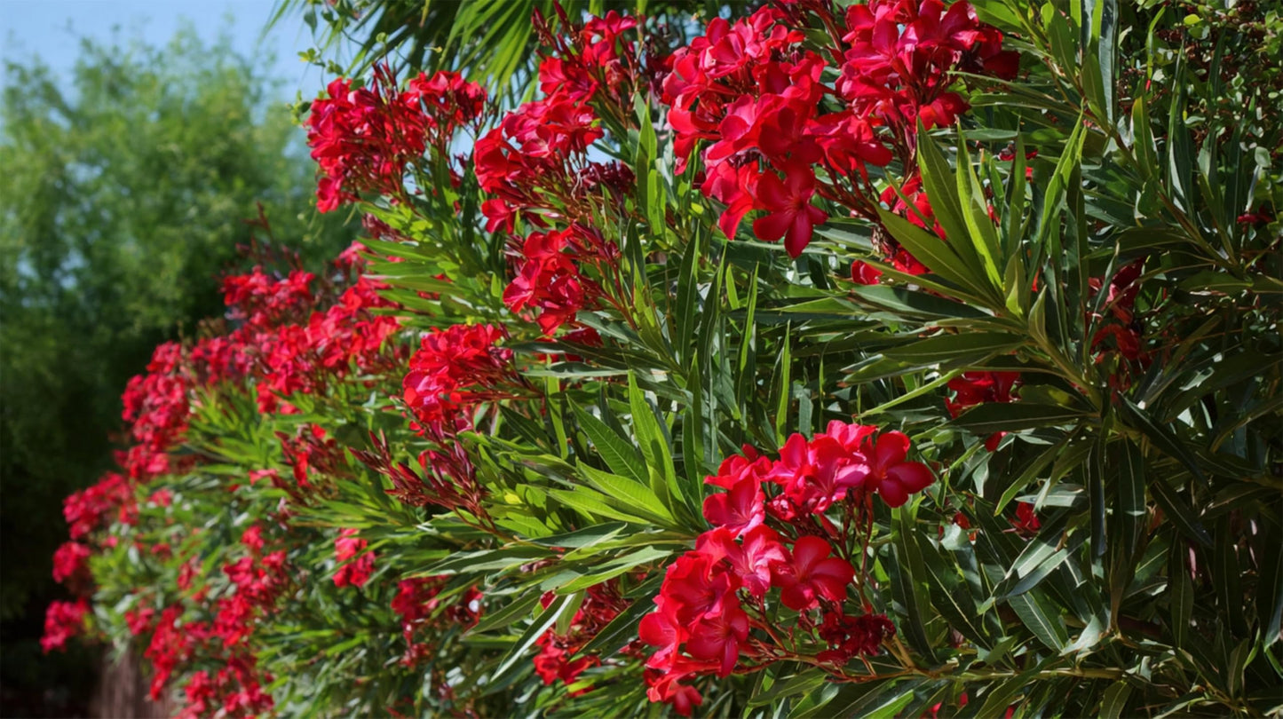 Oleander Cardinal Red Nerium | 1 Live Plants | Evergreen Beauty, Long-Lasting Blooms, Drought Tolerant, Heat Tolerant, Low Maintenance, Outdoor Shrub, Vibrant Garden Accent