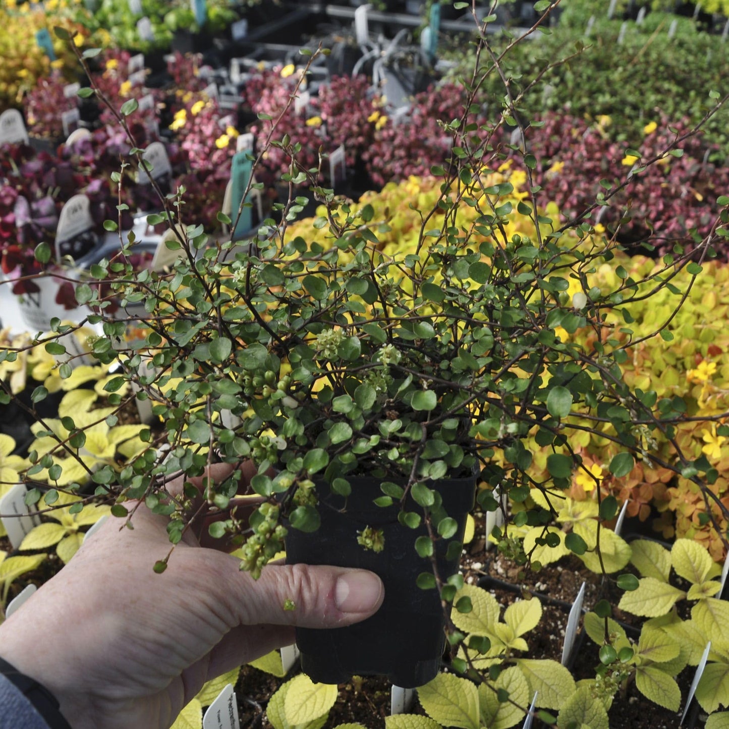 Muehlenbeckia complexa, Fairy Vine, Container Size: 3" (2.6x3.5)
