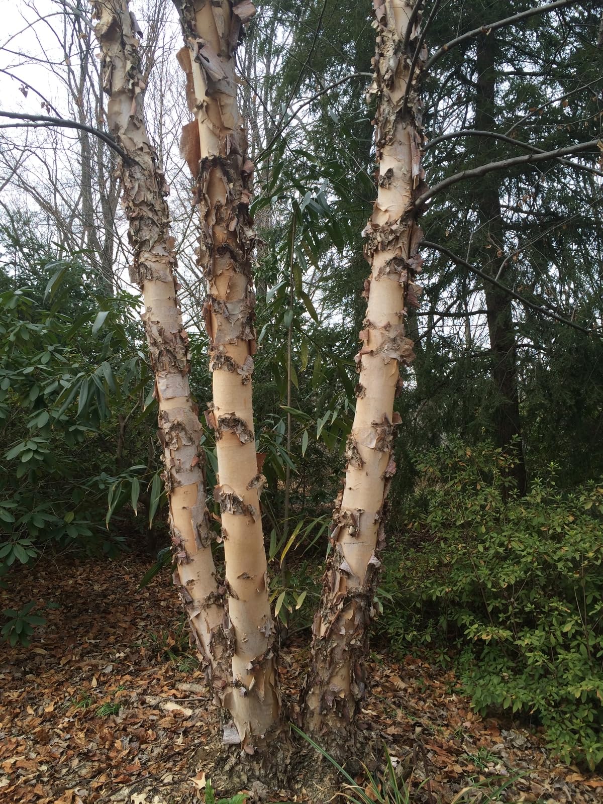 Live Plant - River Birch Multi-Stem Tree - 12-18" Tall Live Plant - Quart Pot - Betula nigra