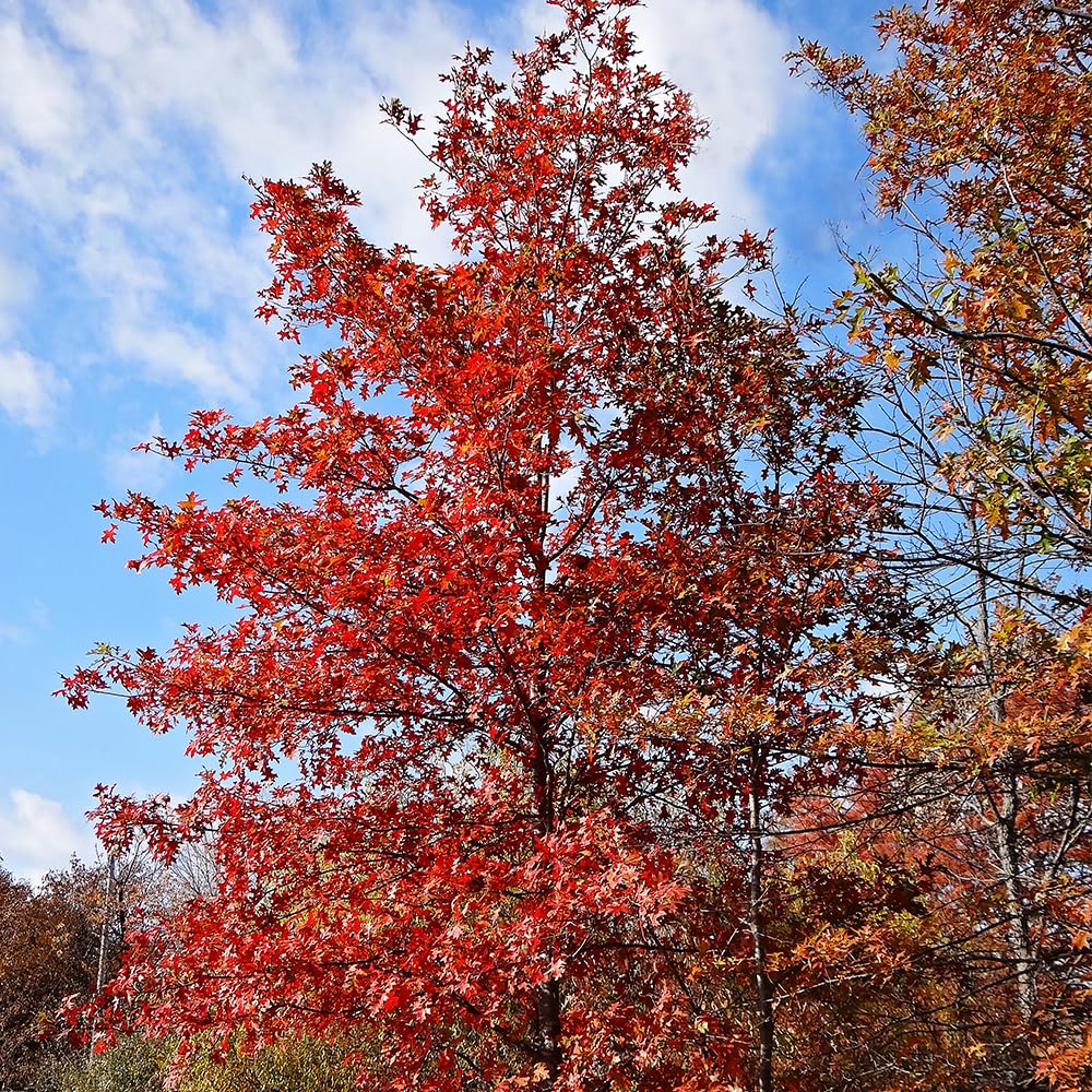 Nuttall Oak Tree, Adaptable, Deciduous, Shade Tree, Acorn Producing, 5 gal, Nursery Pot