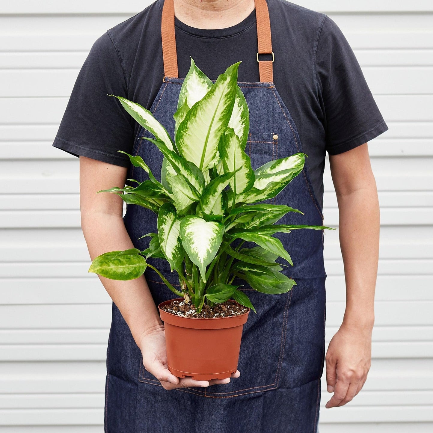 Dieffenbachia Camille | Live Plant for Indoor & Outdoor | for Living Room, Office, Bathroom | (6" Pot)