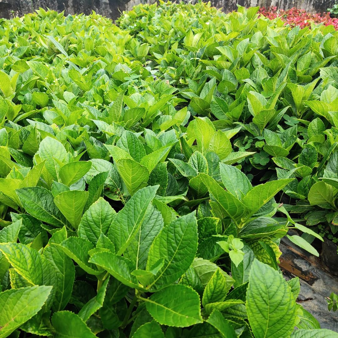 Hydrangea Bush Tree Plants Live, 5-9" Tall, No Pot, Dormant in Winter, Change Color Perennial Planting Indoor Outdoor, Long Lasting Blooms Flower (Can Trim as Tree, Pink White)
