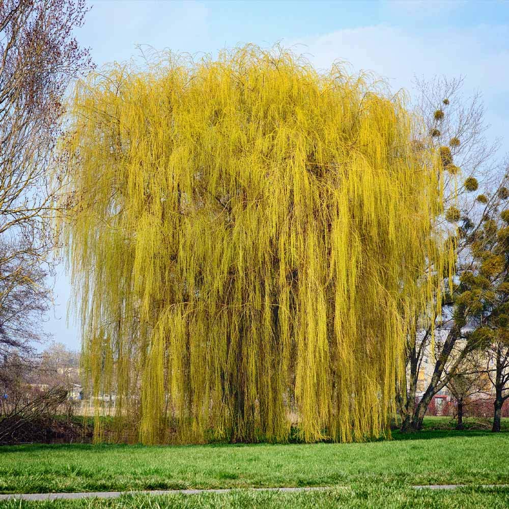 Weeping Willow - 1 Gallon Established Potted Plant - Salix babylonica, Fast Growing Tree, Shade Tree,
