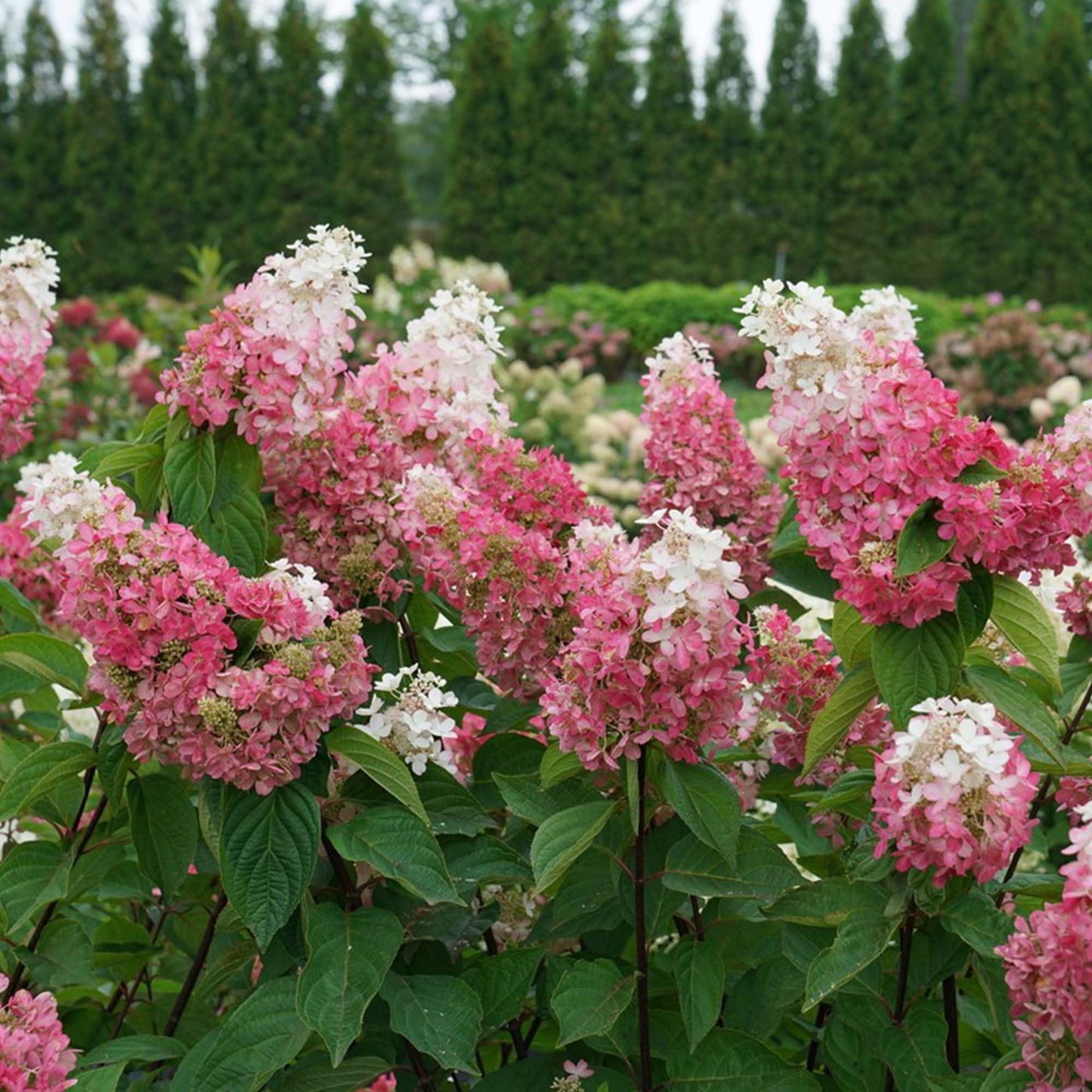 Perfect Plants Pinky Winky Hydrangea 3 Gallon | Live Shrub for Landscaping | Pink & White Cone Shaped Blooms